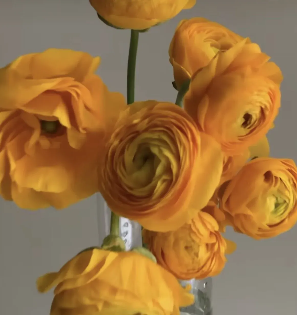 Golden ranunculus