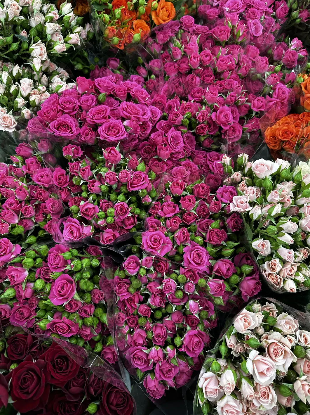 Pink spray roses